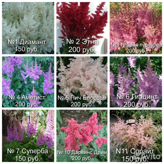 N2 Цветы для сада Астильбы,примулы,ирисы сиб