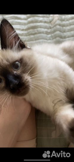 Невский маскарадный кот