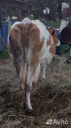 Продам корову 5-м телком