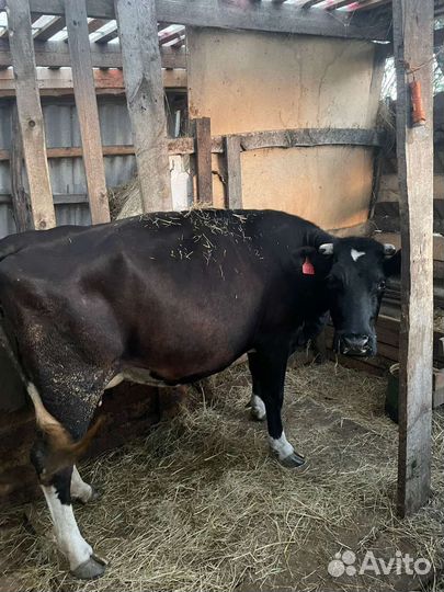 Корова телка