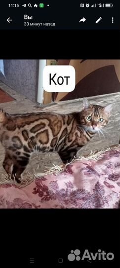 Кот на вязку