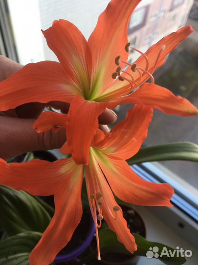 Комнатные цветы