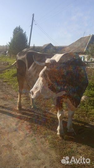 Продам корову дойную