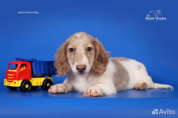 Щенки Таксы лиловый пайболд. Эксклюзив