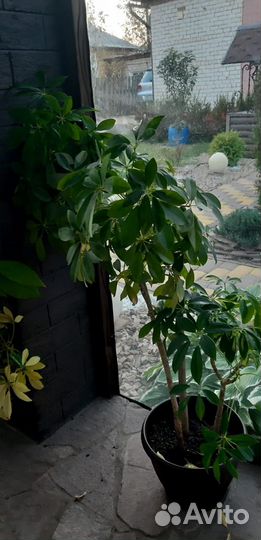 Комнатные цветы шефлера и хавортия