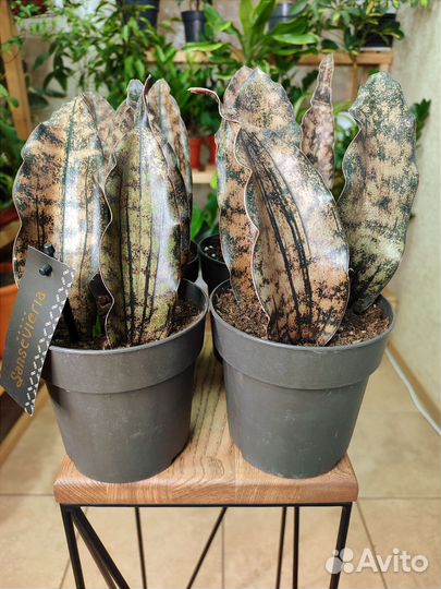 Сансевиерия Leaves Brown