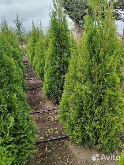 Туя смарагд