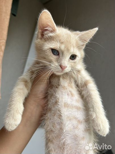 Персик ищет дом