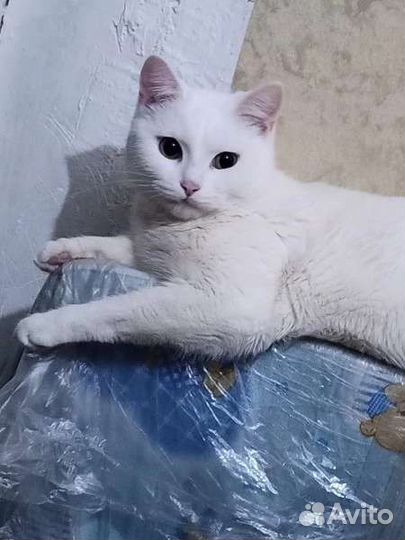 Кошки в добрые руки