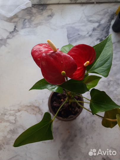Антуриум красный