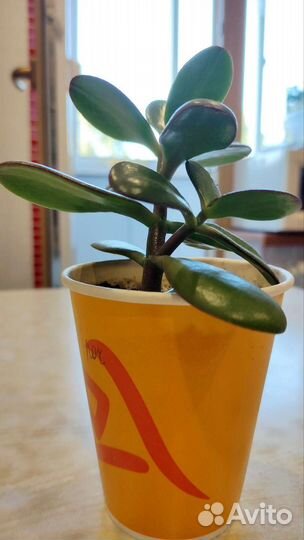 Толстянка денежное дерево