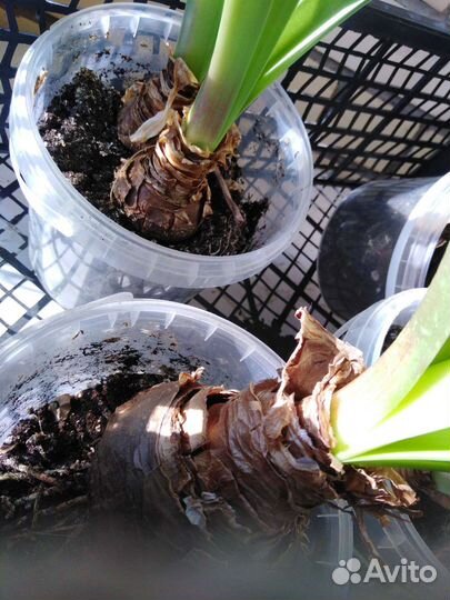 Гиппеаструм амариллис