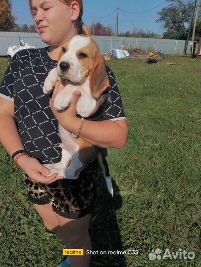 Бигль мальчик