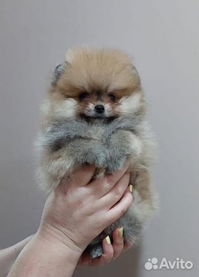 Шпицы щенульки