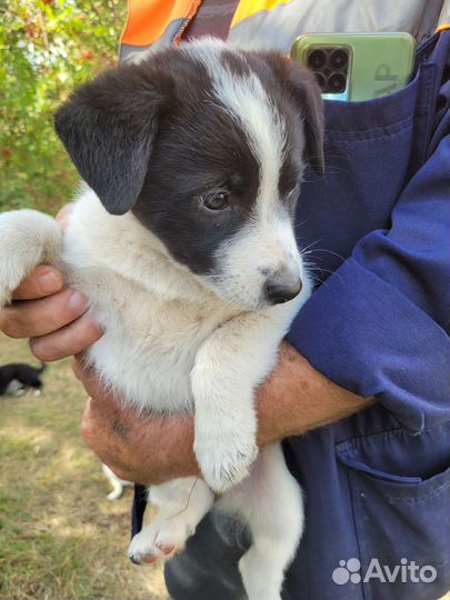 Дворовые щенки