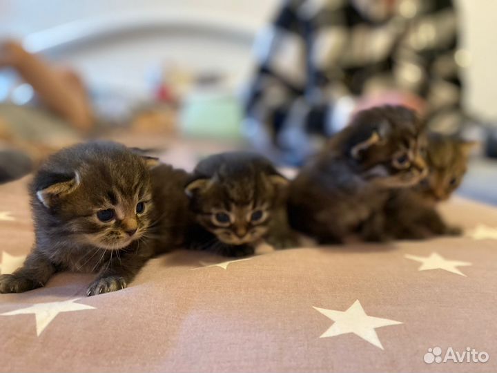 Котята в добрые руки