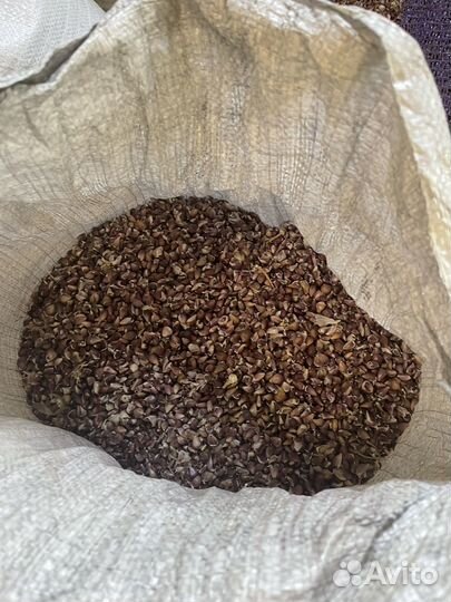 Семена чеснока бульбочки