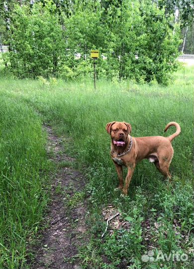 Вязка Бордоский дог