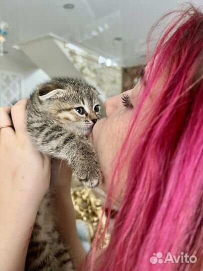 Вислоухие котята