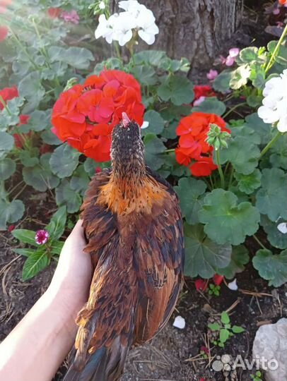 Петушки Бентамки