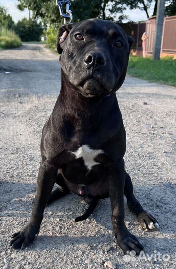 Щенки питбультерьера