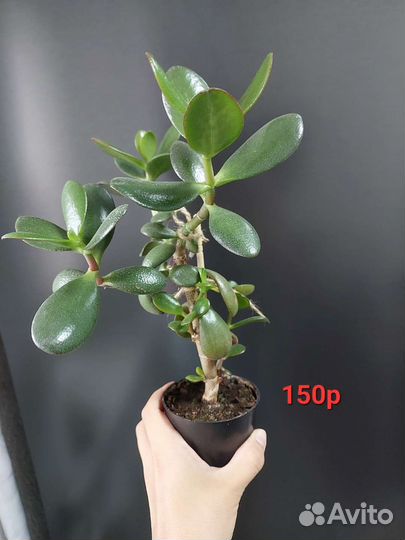 Каланхоэ дегремона, алоэ, толстянки. Отдам/продам