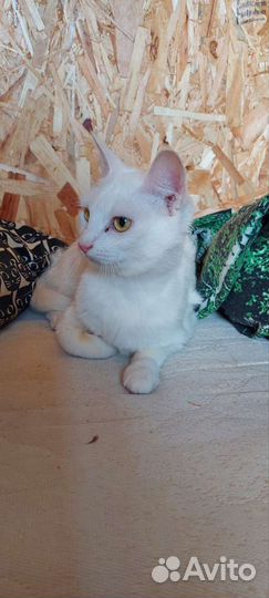 Белый котёнок из приюта для бездомных животных