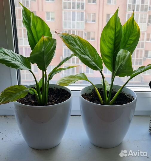 Спатифиллум в горшке