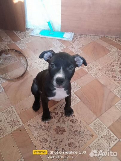 Американский питбультерьер щенки