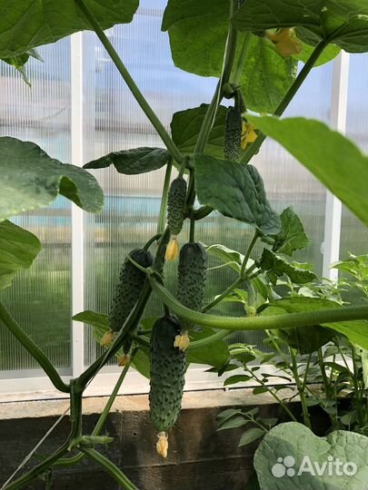 Помидоры, кабачки, картофель, морковь, огурцы