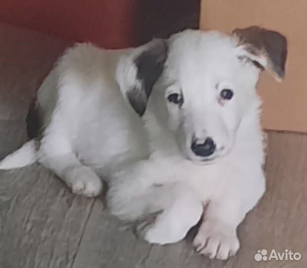 Щенок мальчик