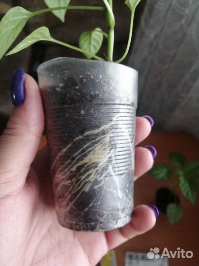 Рассада перца сладкого и горького