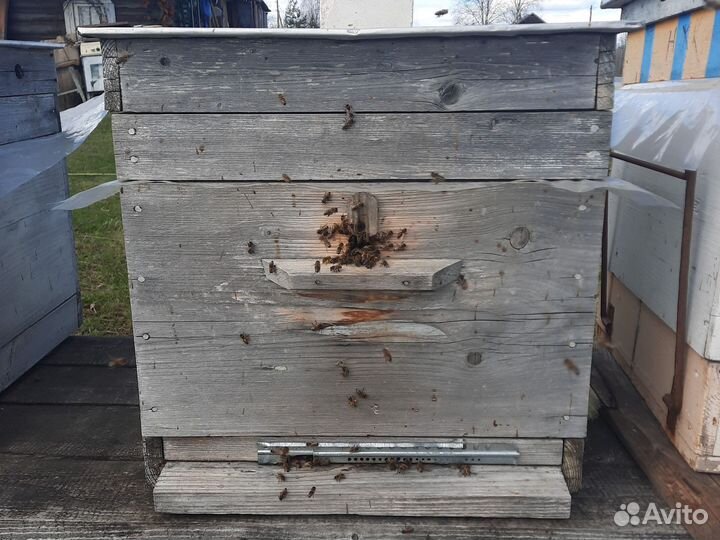 Пчело семья Улья Дадан 12 рамочные б/у в наличии