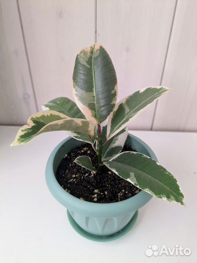 Фикус эластика тинеке