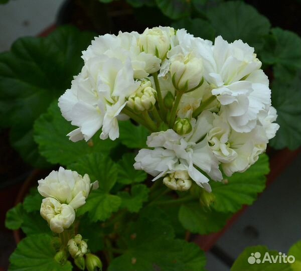 Пеларгония Дашулька