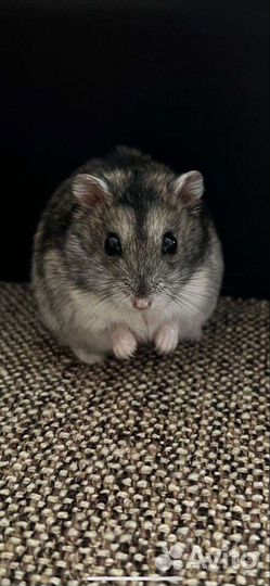 Передержка мелких животных