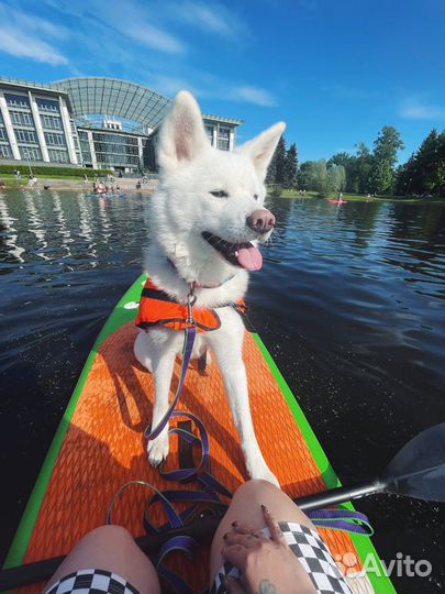 Кинолог - зоопсихолог