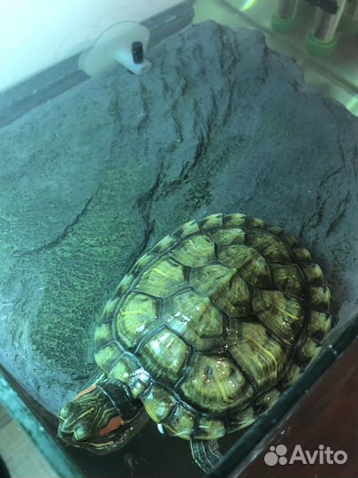 Красноухая черепаха с аквариумом