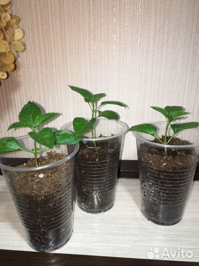 Кипрский базилик