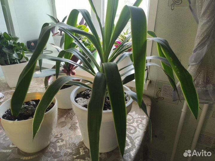 Юкка гигантская