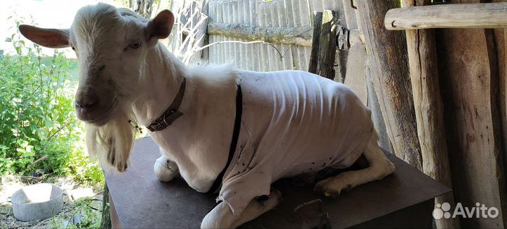 Зааненские козочка