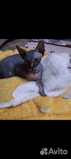 Канадский сфинкс котенок мальчик