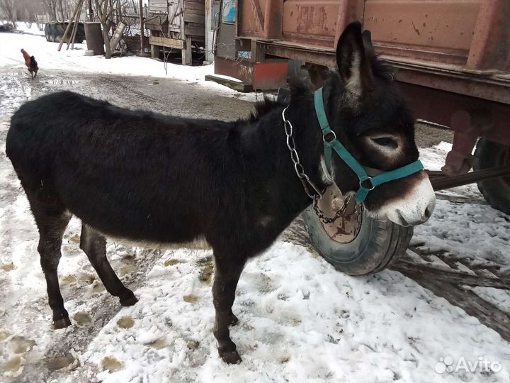 Домашний осел