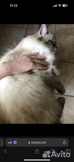 Котята невской-маскарадной