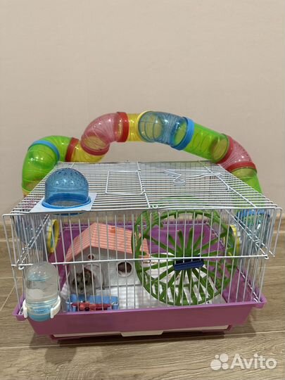 Хомяк с клеткой