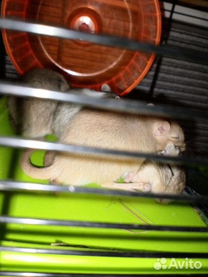 Мышь песчанка