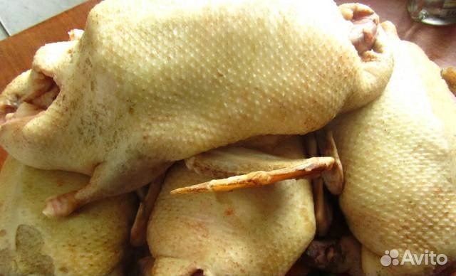 С/х животные