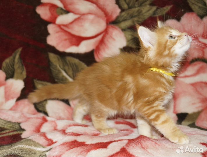 Котята мейн-кун