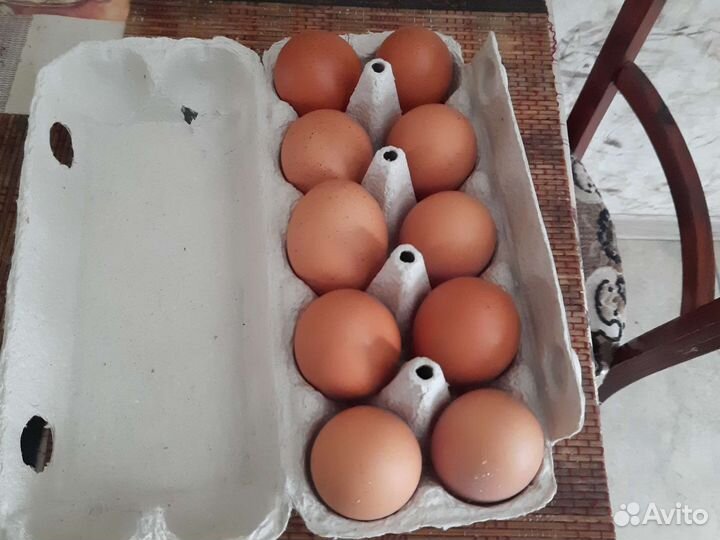 Домашние куриные яйца