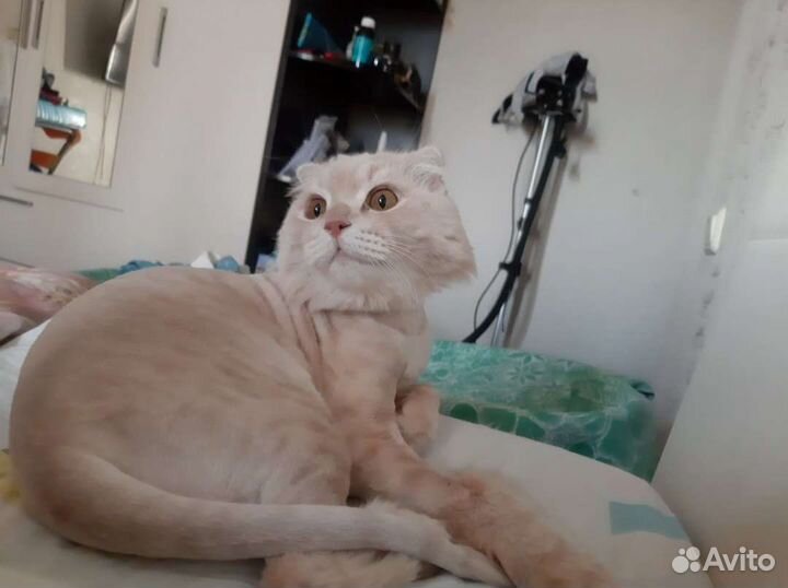 Стрижка кошек выезд на дом, грумер